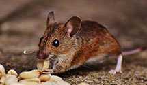 24 Hour & Emergency Exterminators in Turbett, PA
